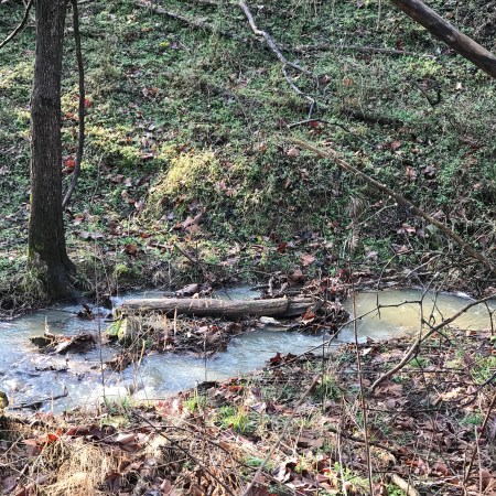 A shallow woodland creek running through a leaf-covered hollow