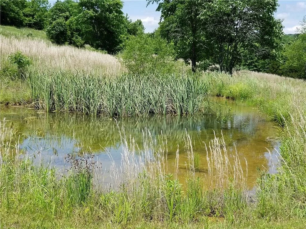 A former pond at Living Springs now filled in with cattails and tall grasses