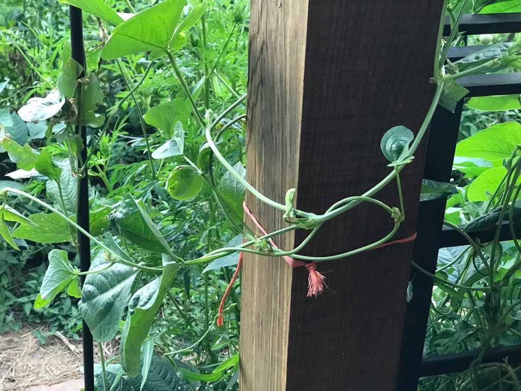 Cowpeas