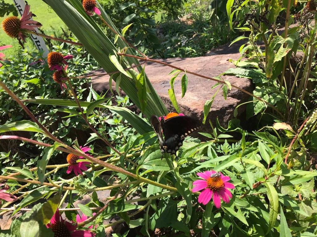Echinacea