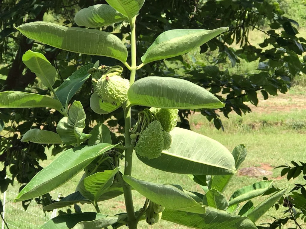 Milkweed for the monarchs