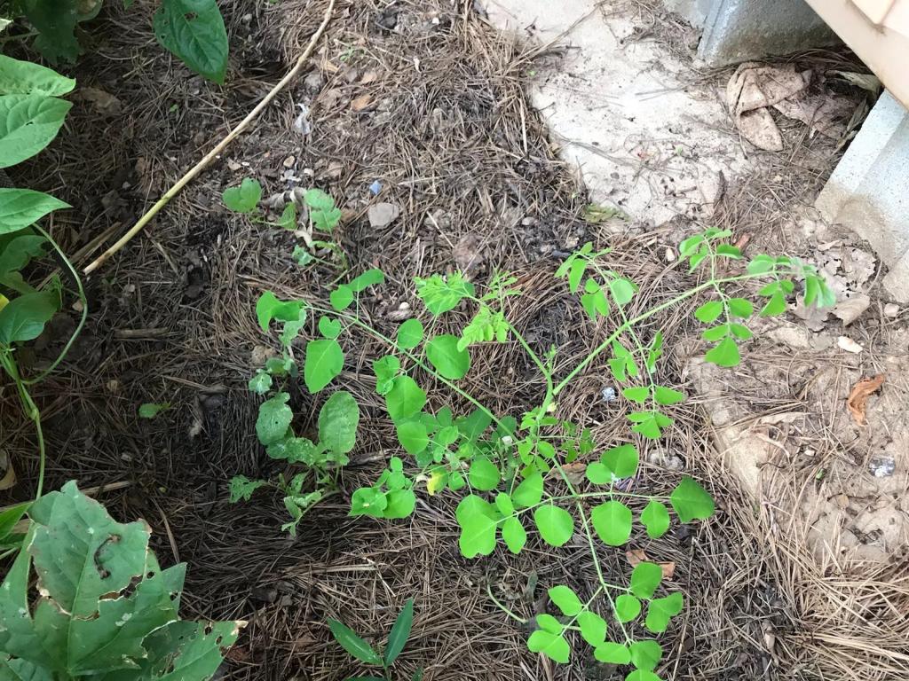 Moringa