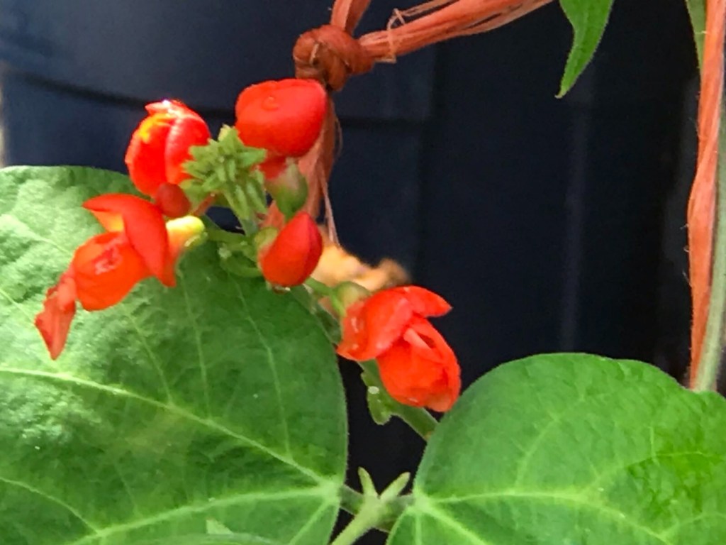 Scarlet runner bean