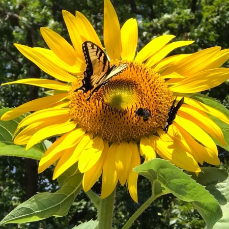 A yellow swallowtail butterfly and a bee on a large sunflower