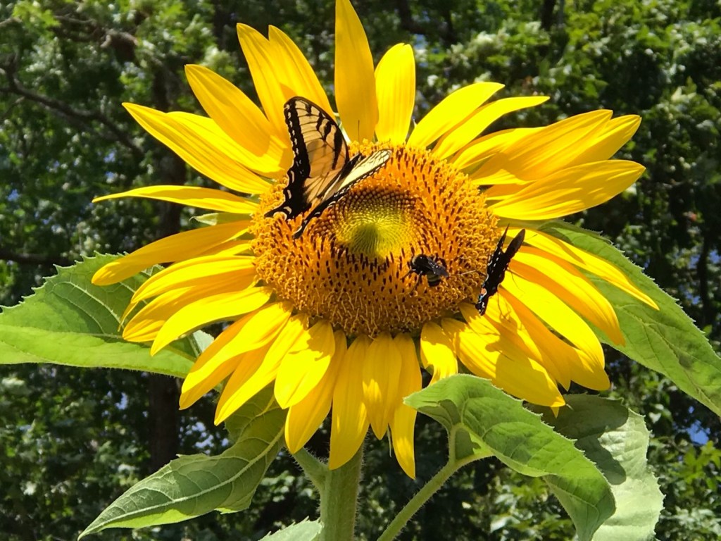 Sunflower with butterflies
