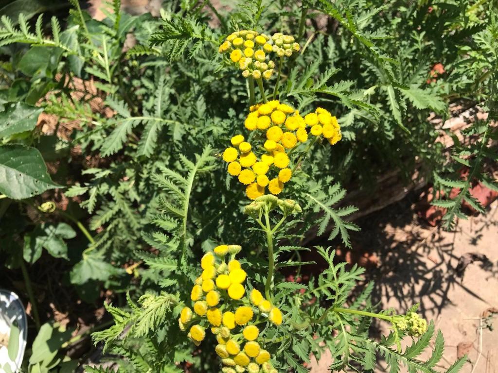 Tansy