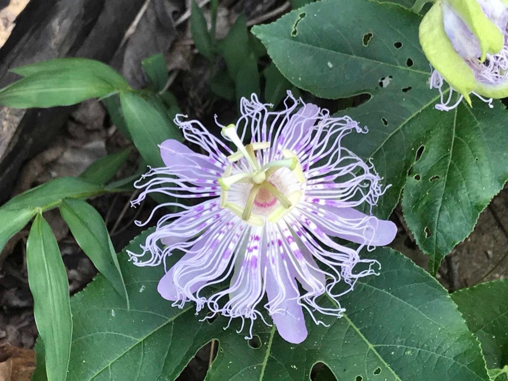 A purple maypop passionflower blooming at the Living Springs Log House