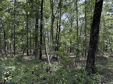 Sunlit Ozark woods with tall oak trunks and green undergrowth