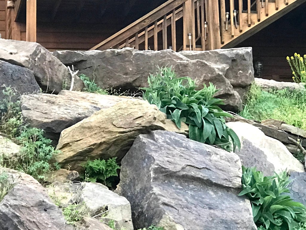 Large boulders stacked on a slope below the log house stairs, with clumps of comfrey and other green plants growing in the cracks between them