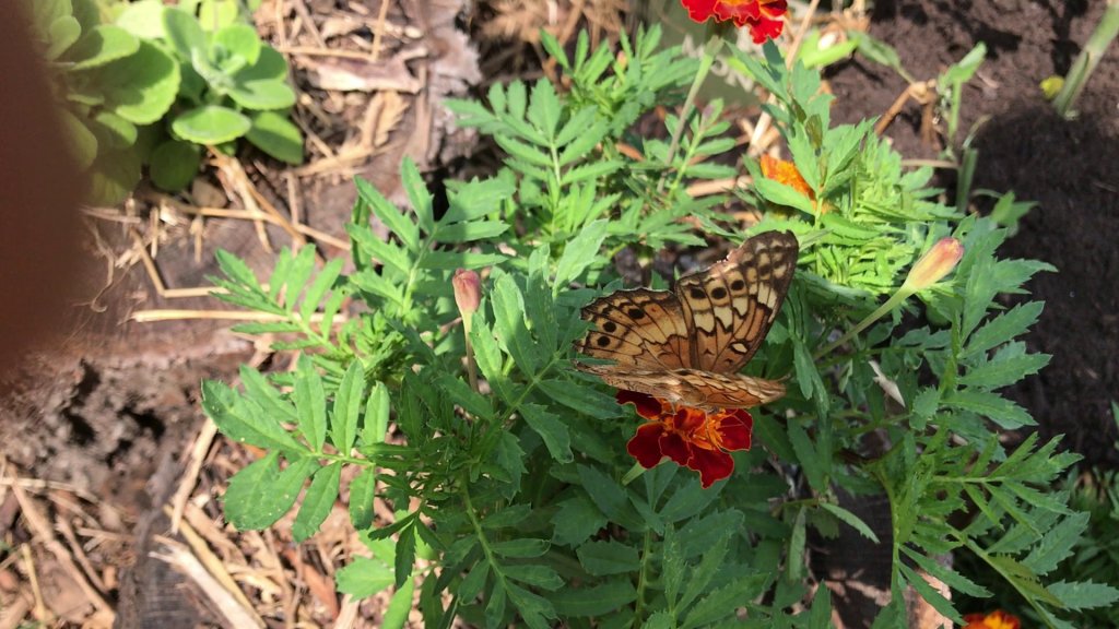 An orange and brown butterfly resting on a red marigold among green marigold leaves