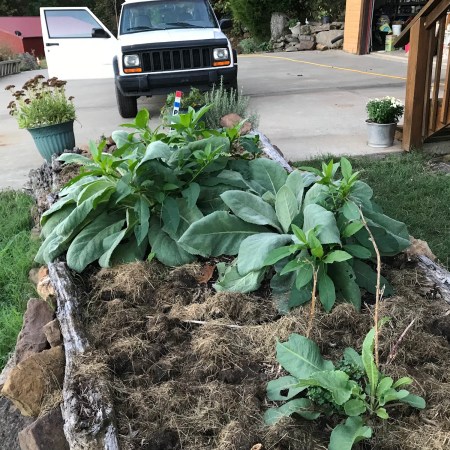 Big leafy comfrey plants growing in a hugelkultur bed edged with old weathered logs, beside the driveway and log house stairs