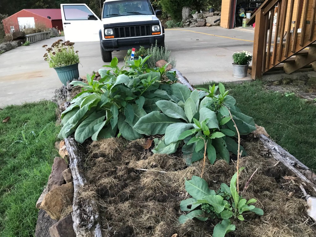 Big leafy comfrey plants growing in a hugelkultur bed edged with old weathered logs, beside the driveway and log house stairs