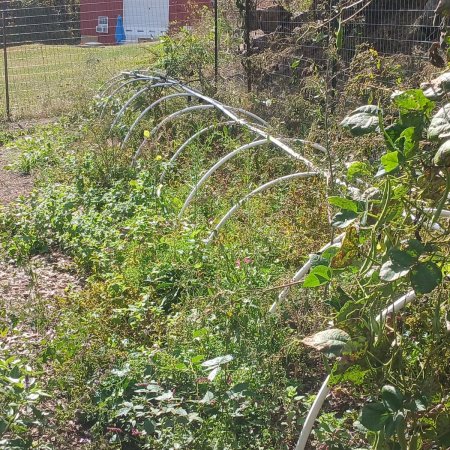 White garden hoops over a bed of greens, with green bean vines in the foreground and raised beds inside the fenced garden