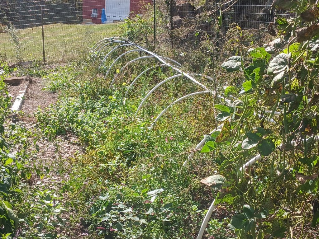 White garden hoops over a bed of greens, with green bean vines in the foreground and raised beds inside the fenced garden