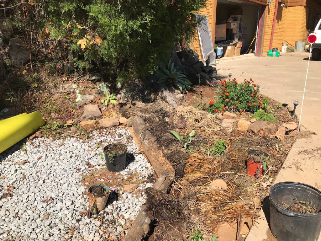 A garden bed beside the garage with marigolds, mulch, potted starts, and a young cedar tree behind it