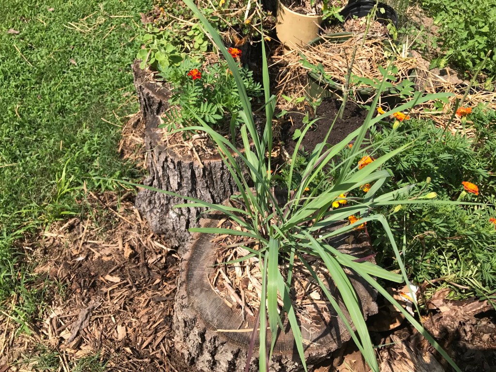 Marigolds and a tall clump of grassy leaves growing from old tree stumps, surrounded by mulch