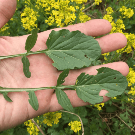 A hand holding two long-stemmed leaves in front of yellow wildflowers
