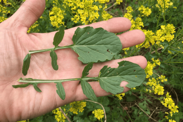 A hand holding two wintercress stems with lobed green leaves, above a patch of yellow wintercress flowers