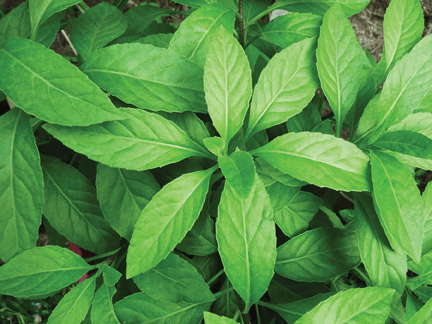 Glossy green leaves of a longevity spinach plant