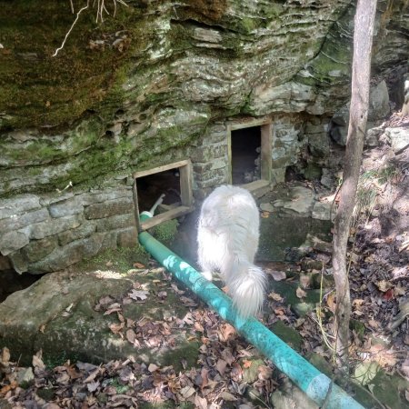 A fluffy white Great Pyrenees seen from behind, walking beside the green spring pipe toward the springhouse openings