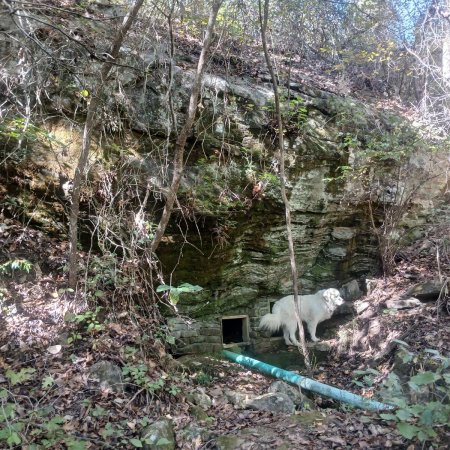 A white Great Pyrenees standing beside the stone springhouse at the foot of a tall mossy limestone bluff in the woods