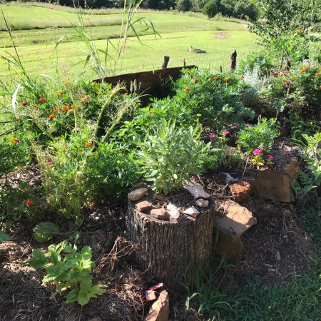 The upper garden in summer with bright orange flowers, sage growing from an old tree stump, stones, and mulch, with pasture beyond the fence