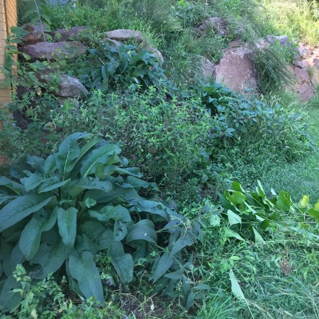 Big leafy comfrey plants filling the front of a lush garden bed on a rocky slope beside the house