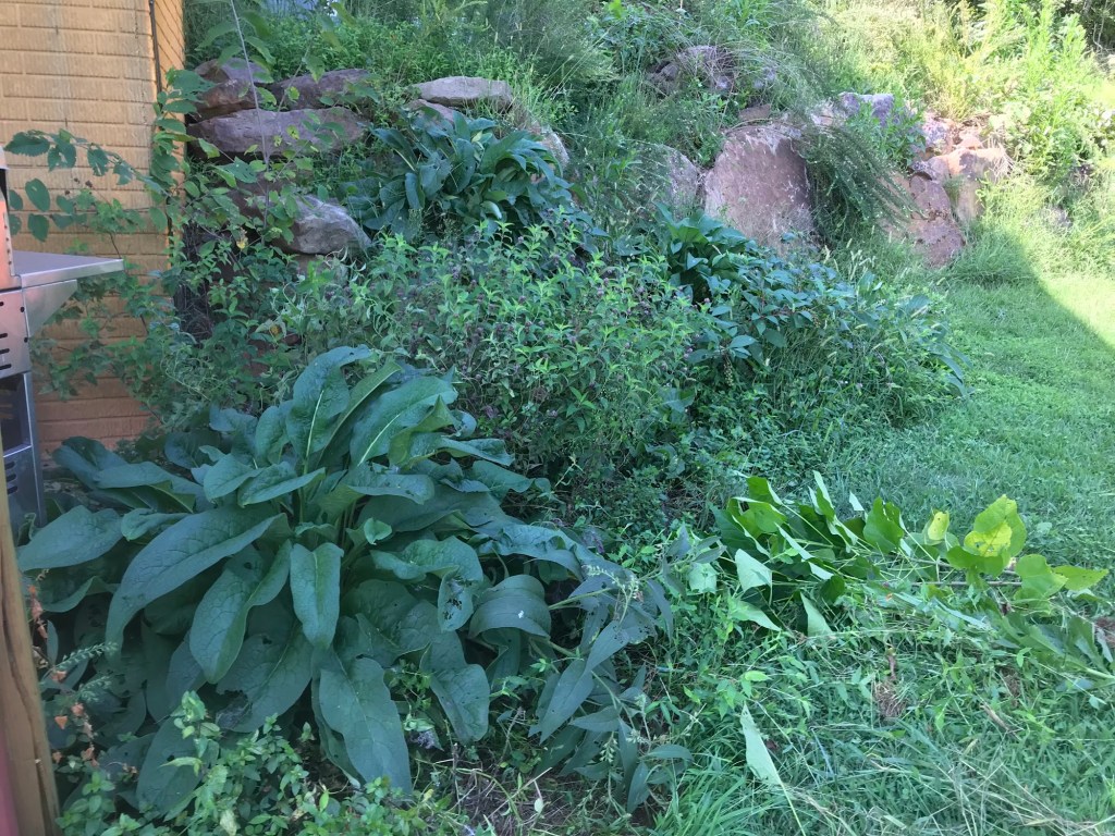 Big leafy comfrey plants filling the front of a lush garden bed on a rocky slope beside the house