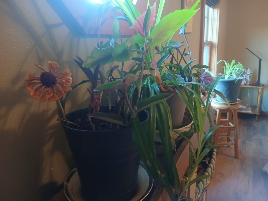 Houseplants, including spider plants, a begonia and a dried flower, in the light under the octagon window