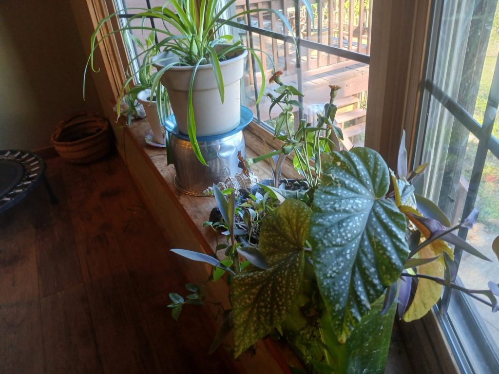 Spider plants, a polka-dot begonia and trailing purple plants in the dining room bay window, with the deck outside