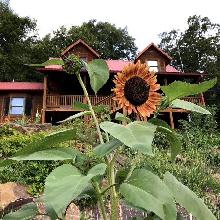 A tall bronze and gold sunflower growing inside the fenced lower garden, with the log house and green boulder cascade behind it