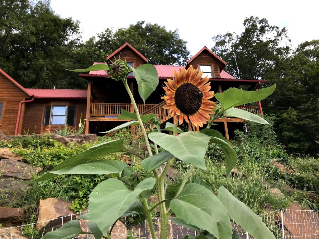 A tall bronze and gold sunflower growing inside the fenced lower garden, with the log house and green boulder cascade behind it