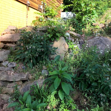 Stacked stones and boulders beside the log house, overflowing with blooming comfrey, white daisies, and leafy green plants growing in every crack