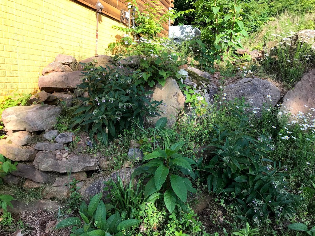 Stacked stones and boulders beside the log house, overflowing with blooming comfrey, white daisies, and leafy green plants growing in every crack