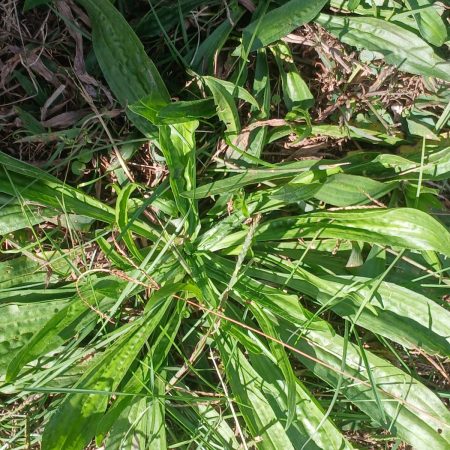 A large patch of narrowleaf plantain with long ribbed leaves growing from a center rosette
