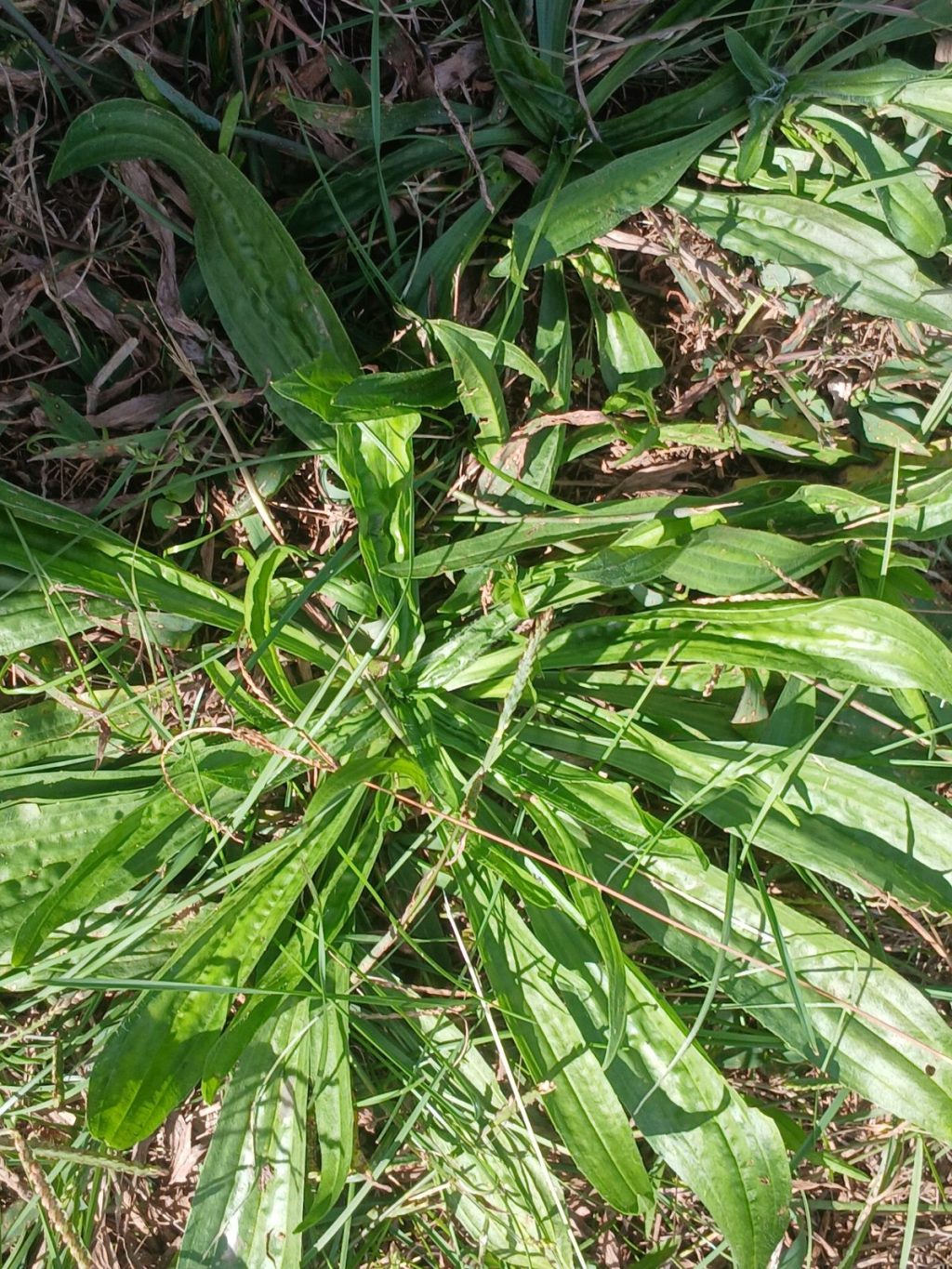 A large patch of narrowleaf plantain with long ribbed leaves growing from a center rosette