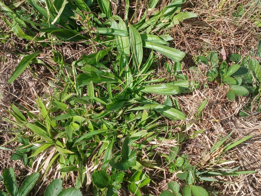 Narrowleaf plantain sharing the ground with wild strawberry plants