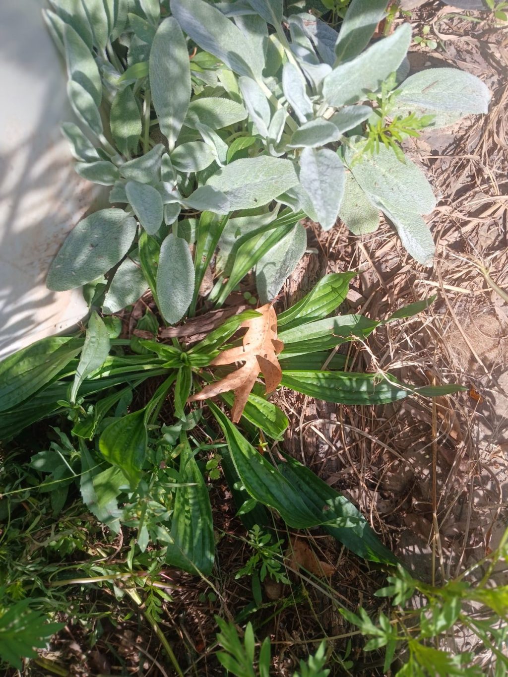 Narrowleaf plantain growing next to soft, fuzzy apple mint