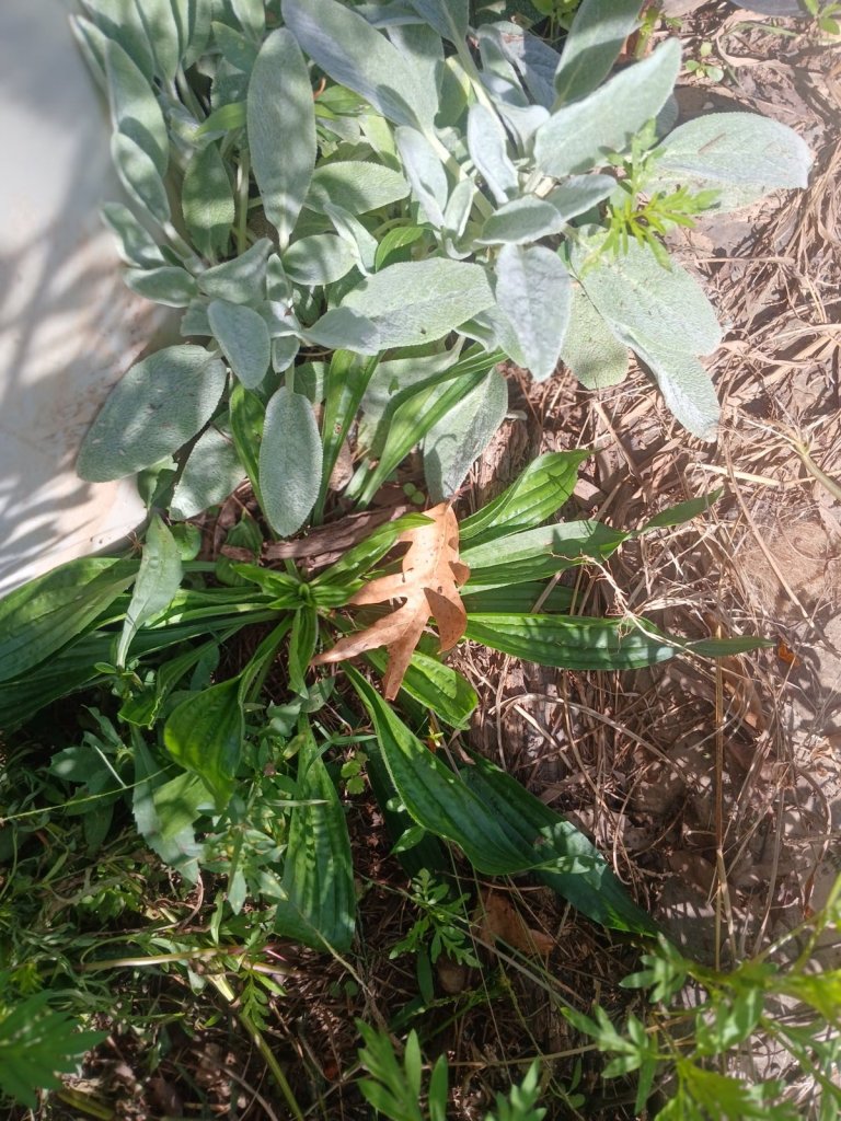 Narrow-leaf plantain with ribbed green leaves growing beside silvery, fuzzy lamb's ear
