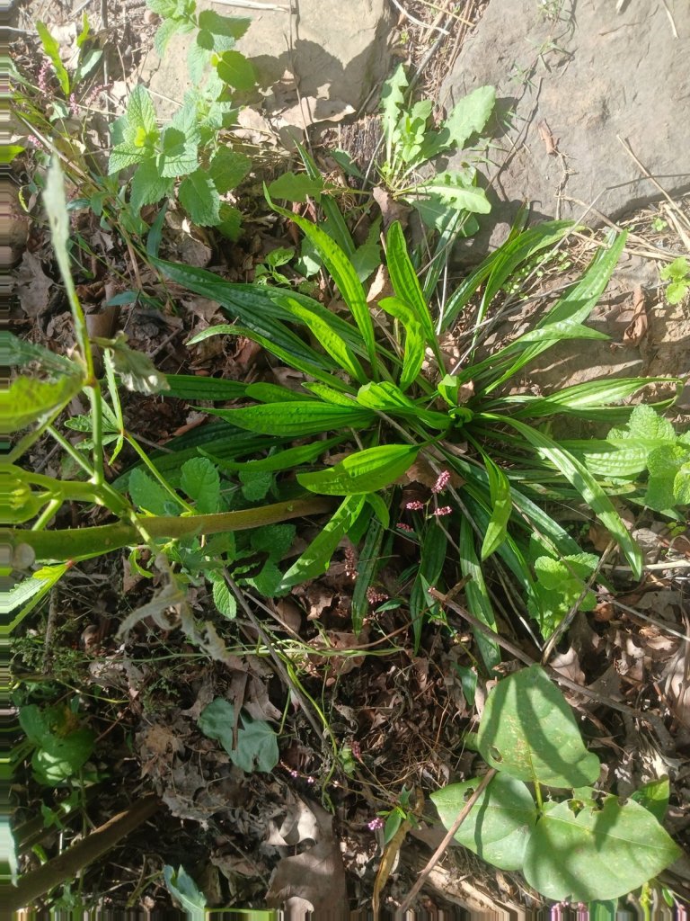 A large clump of narrow-leaf plantain growing among apple mint and fallen leaves near a stone