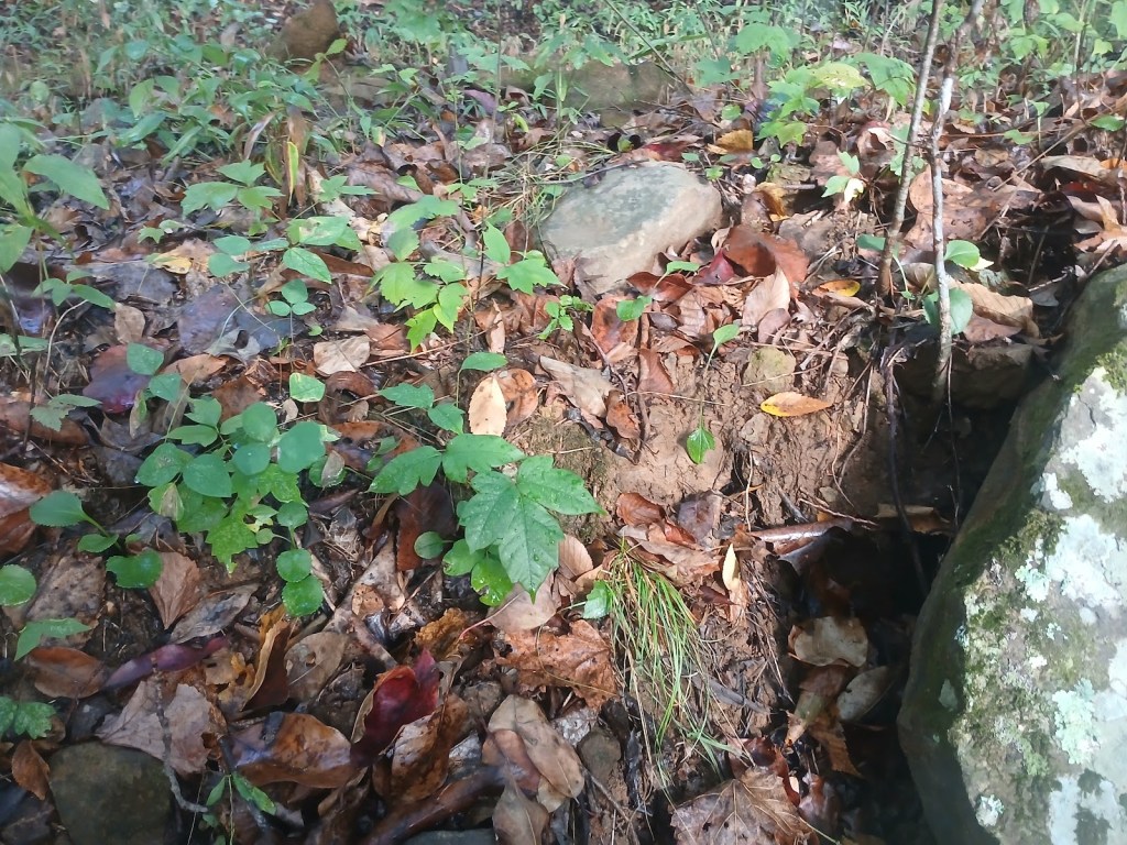 Poison ivy growing on the forest floor among fallen leaves beside a large rock with a crack in it at Living Springs Log House