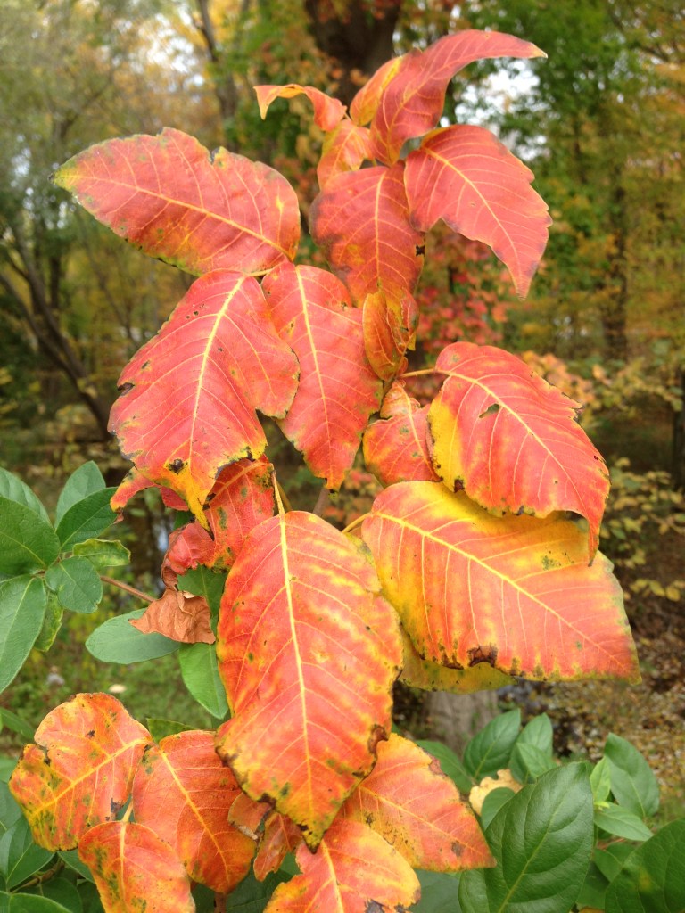 Poison ivy leaves turned red and orange in autumn