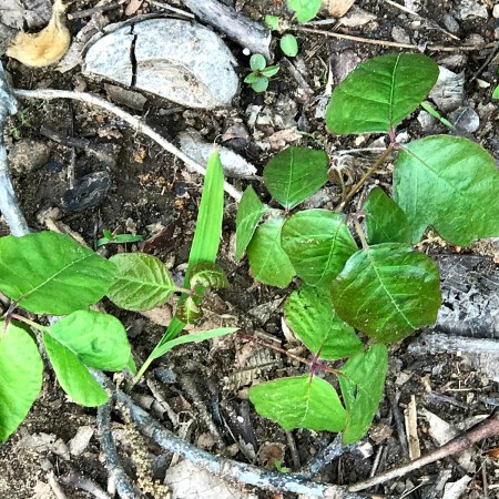 Young, bright green poison ivy leaves in groups of three growing among white rocks and twigs on the ground at Living Springs Log House