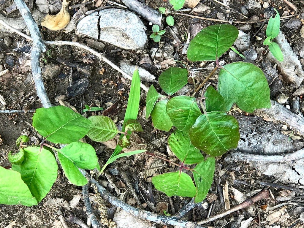 Young, bright green poison ivy leaves in groups of three growing among white rocks and twigs on the ground at Living Springs Log House
