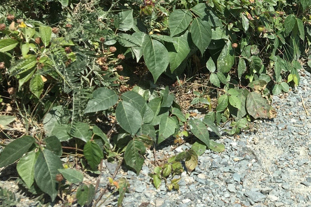 Green poison ivy plants with leaves of three growing beside a gravel path