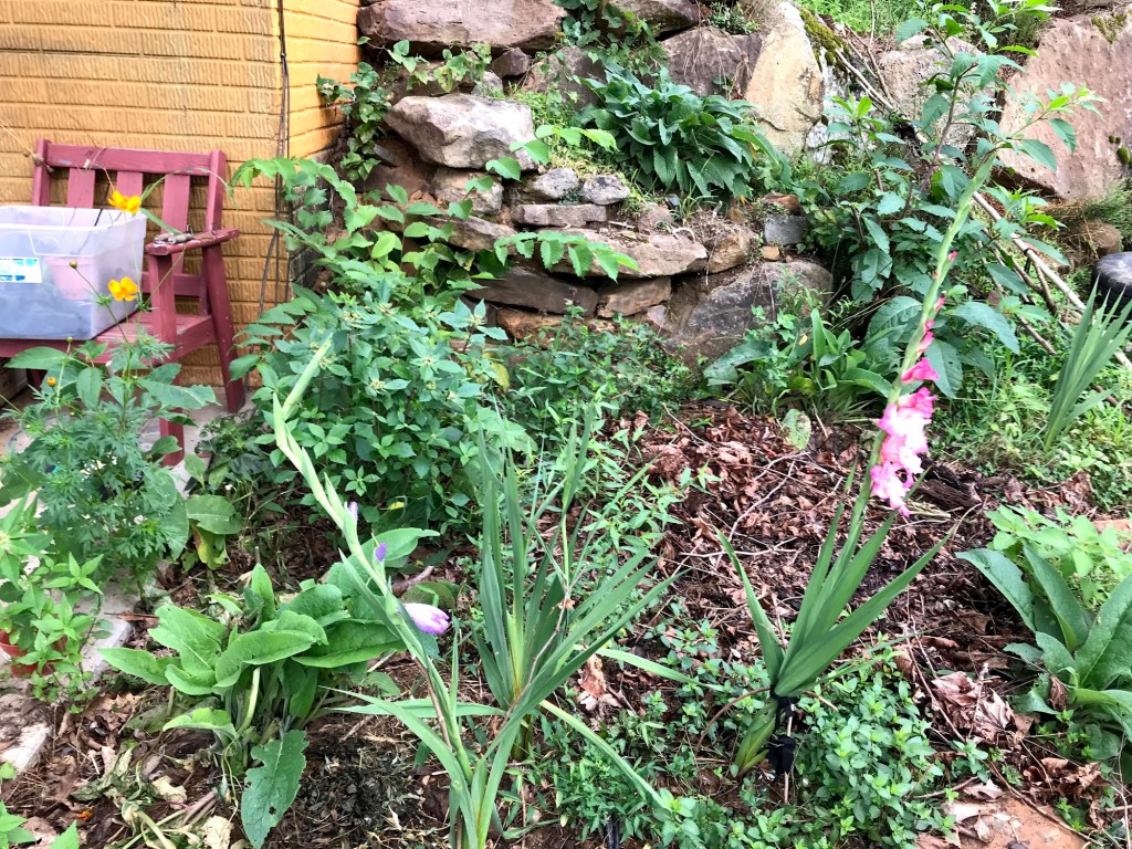 A rock garden beside the house with pink gladiolus, yellow cosmos, comfrey, and leafy plants growing among stacked stones and mulch