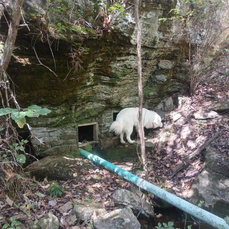 A white Great Pyrenees standing at the stone springhouse built into a mossy limestone bluff, with a green pipe leading away