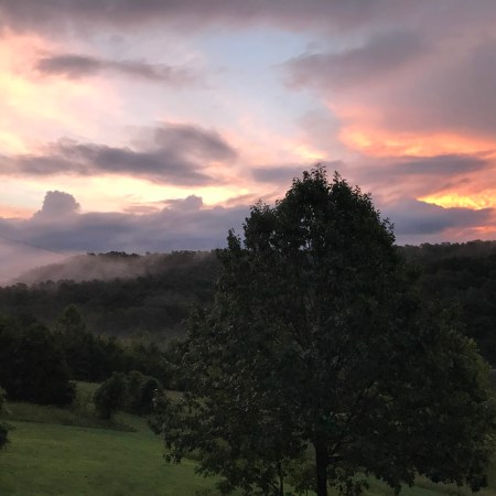 A pink and gold sunset over misty wooded hills, with a full, leafy sycamore tree standing on the lawn in front
